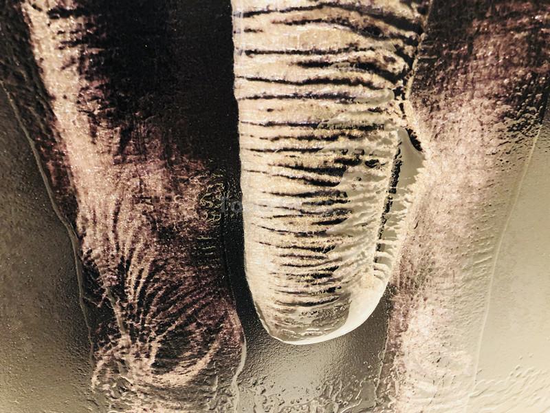 大象装饰画 大象装饰画